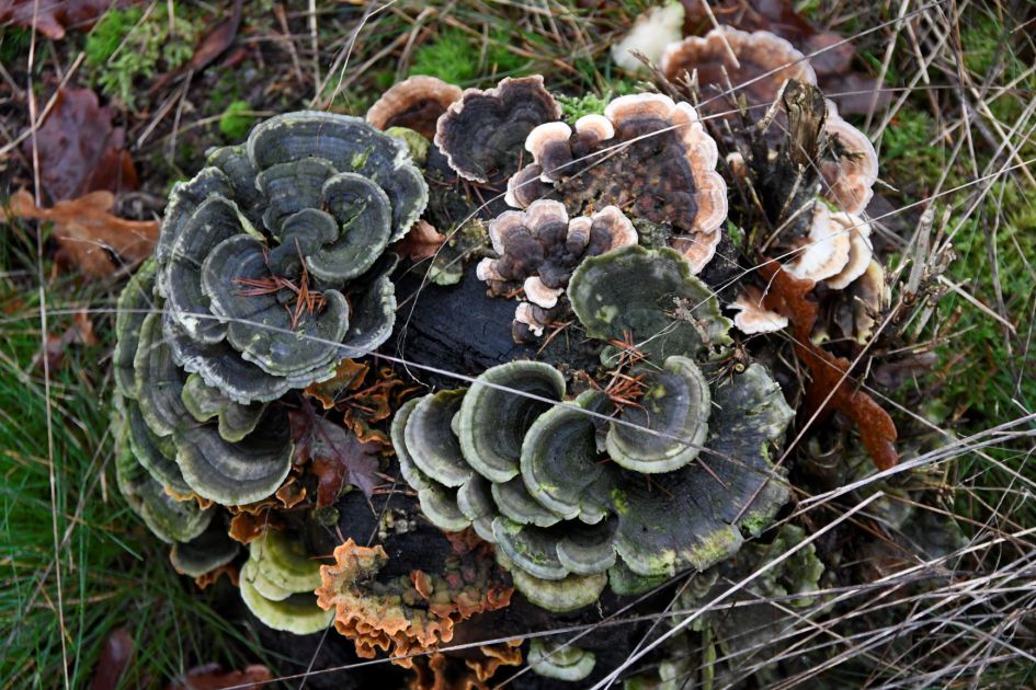 Welke paddestoel is dit?